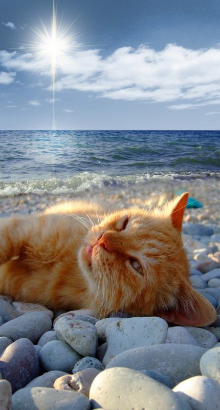 Коты, отдыхающие на пляжах. Фото
