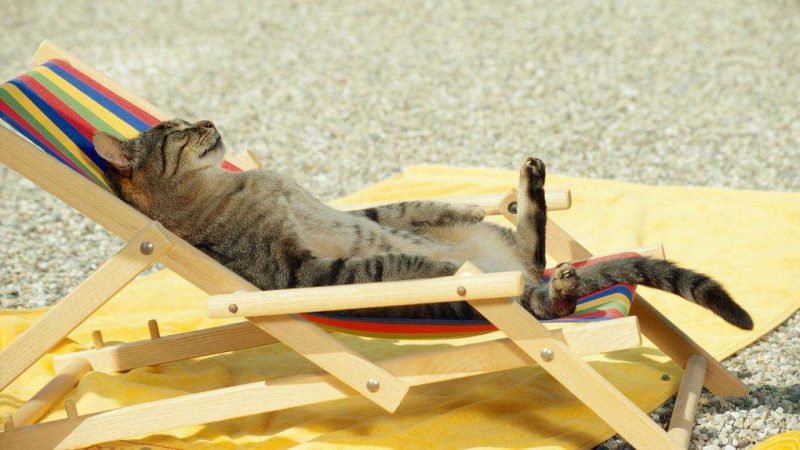 Коты, отдыхающие на пляжах. Фото