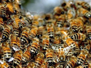 В ЮАР пчелиный рой насмерть изжалил женщину