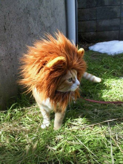 Забавные коты, похожие на львов. ФОТО