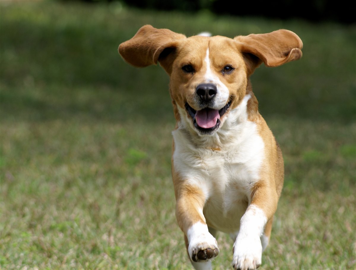Ученые определили веские причины, почему стоит завести собаку