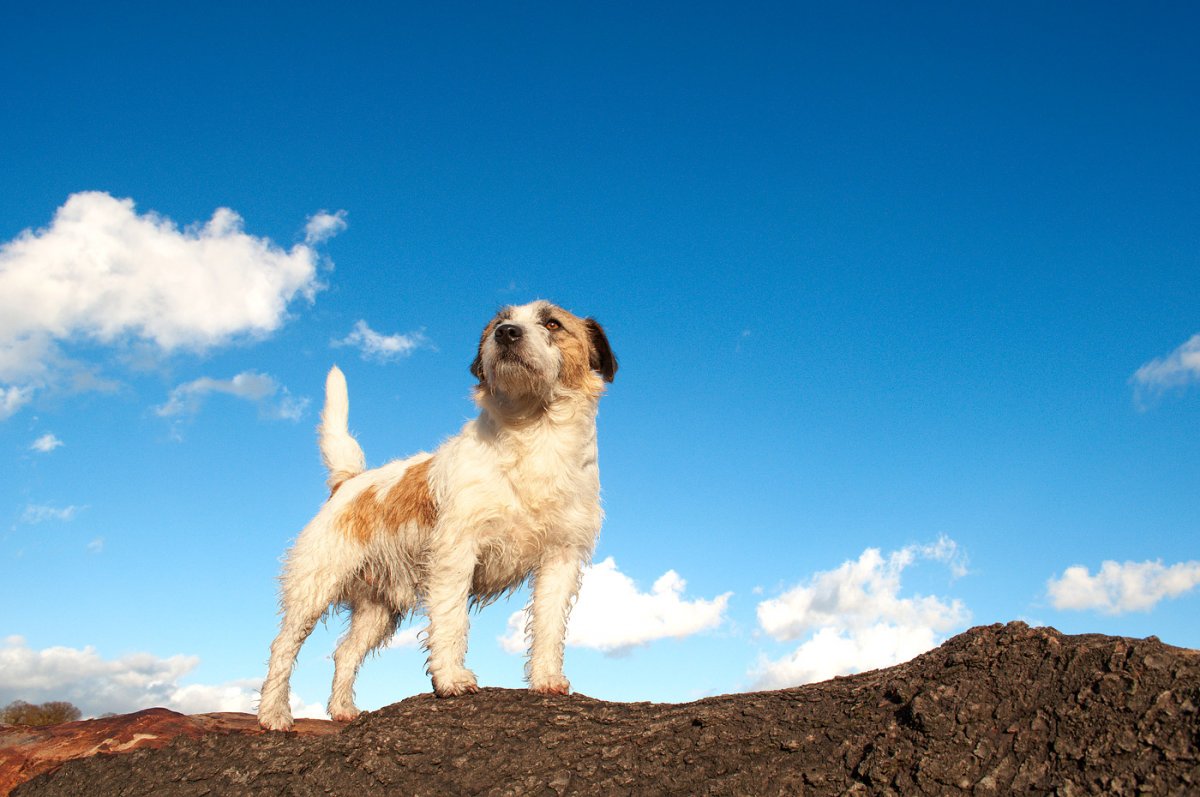 Ученые определили веские причины, почему стоит завести собаку