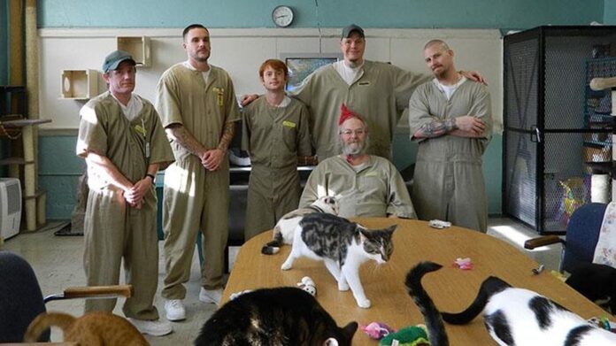 Самая добрая тюрьма для мужчин, в которой живут кошки. ФОТО