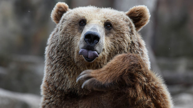 В США случился конфуз, участником ДТП стал медведь за рулем