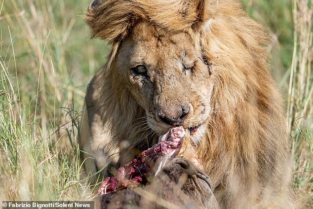 В Кении обнаружили одноглазого льва. ФОТО
