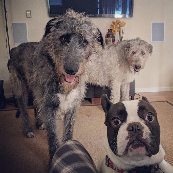 Забавные собаки-великаны, которые подарят вам улыбку. ФОТО