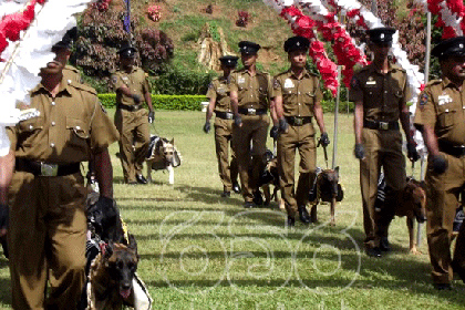 На Шри-Ланке состоялась массовая собачья свадьба