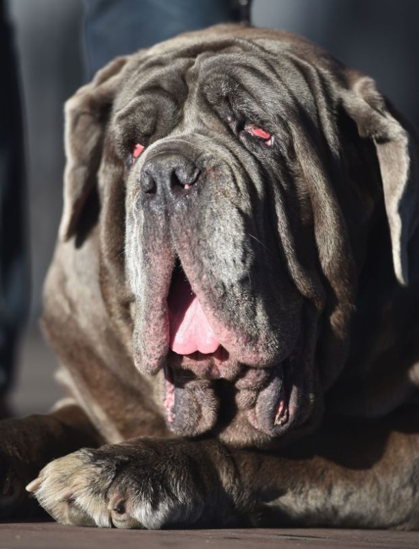 В США прошел конкурс самых некрасивых собак. Фото