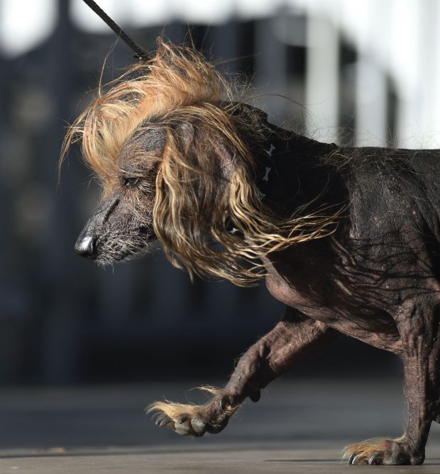 В США прошел конкурс самых некрасивых собак. Фото