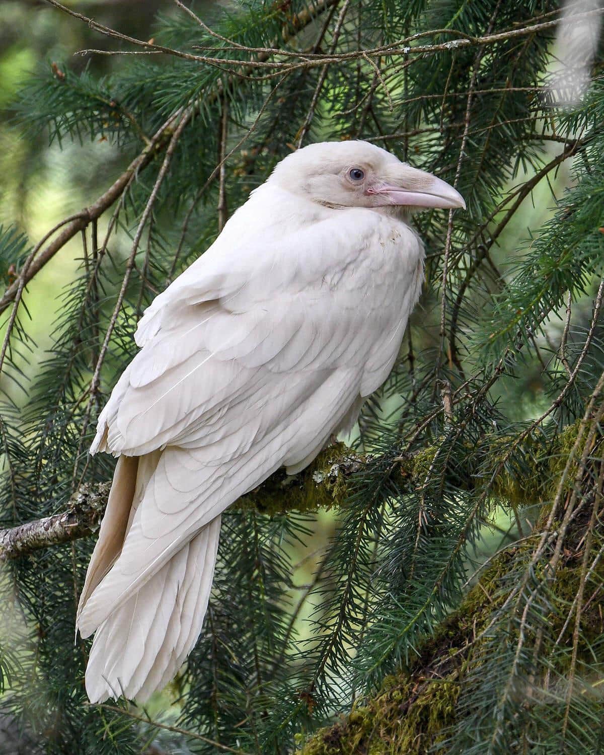 Животные-альбинос, которые не могут не удивлять. Фото