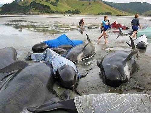 Учёные установили, что дельфины выбрасываются на побережье из-за вируса кори 