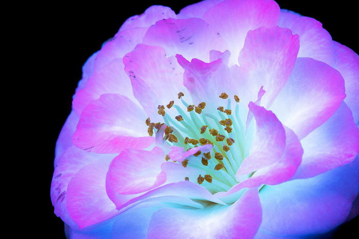 Цветы под ультрафиолетом: работы Craig Burrows