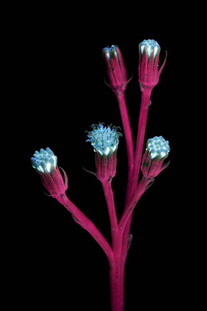 Цветы под ультрафиолетом: работы Craig Burrows