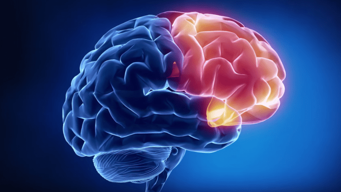 Медики объяснили, как лишний вес влияет на мозг