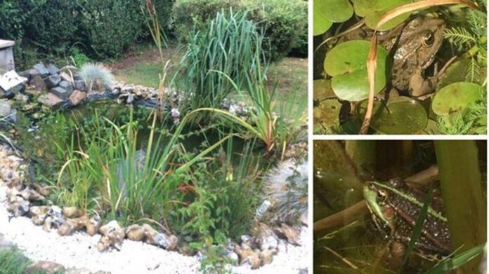 Полиция во Франции расследует дело о громко квакающих лягушках