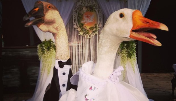 В Минске «плюнули» на запрет власти и поженили двоих гусей. ФОТО