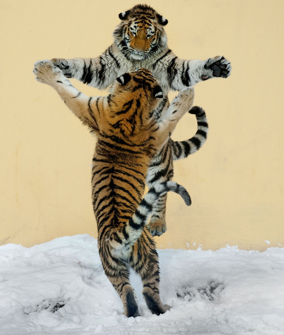 «Танцующие» животные в прикольных фотках