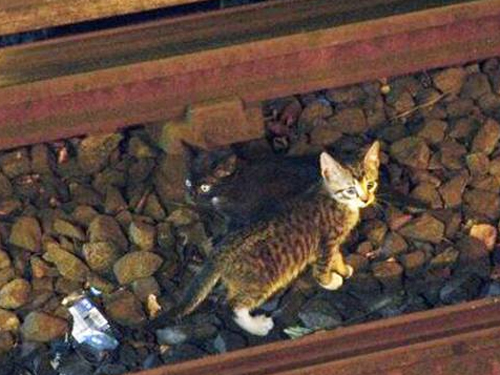 В Нью-Йорке на два часа остановили работу метро ради спасения котят
