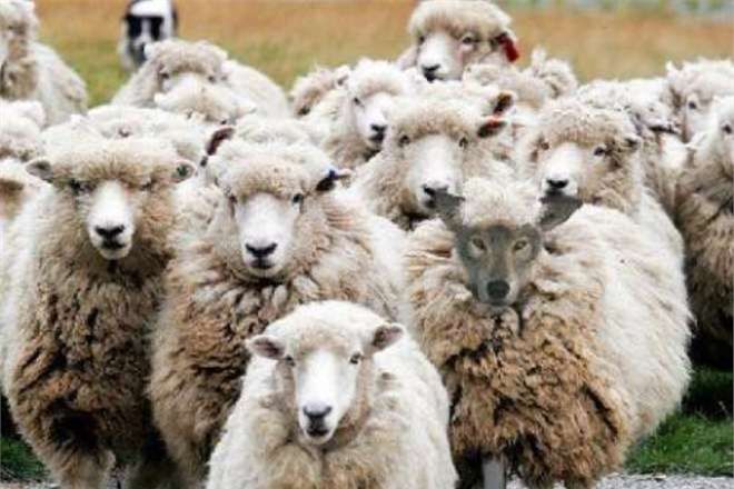 Солдат в армии Молдовы заставляют пасти овец