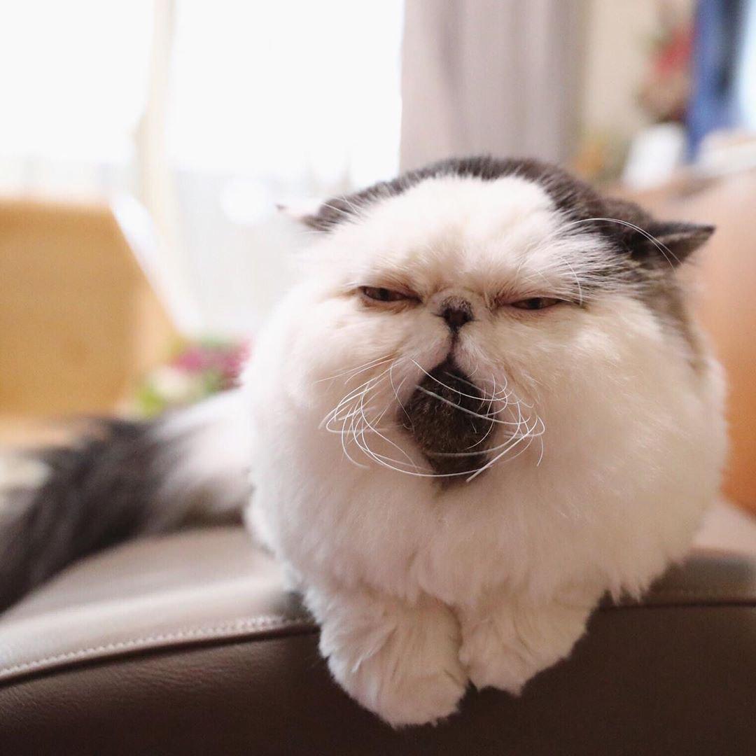 В сети нашли самого сонного кота, который выглядит как и все мы по утрам. ФОТО