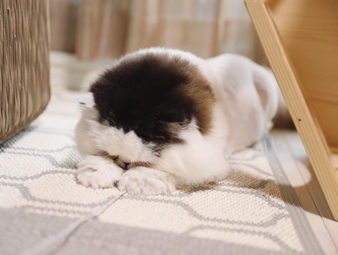 В сети нашли самого сонного кота, который выглядит как и все мы по утрам. ФОТО