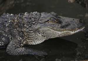 Новозеландец две недели спасался от крокодила