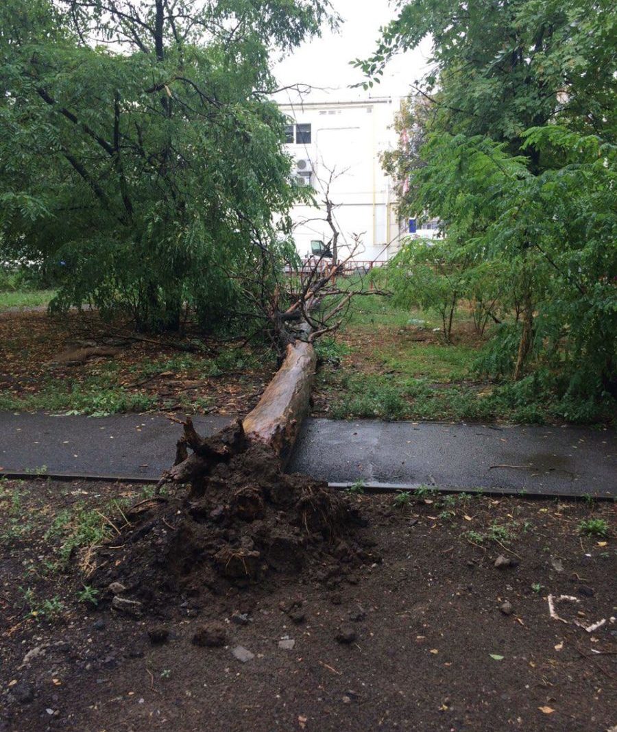 За кинотеатром "Правда-кино" дерево вырвало с корнем