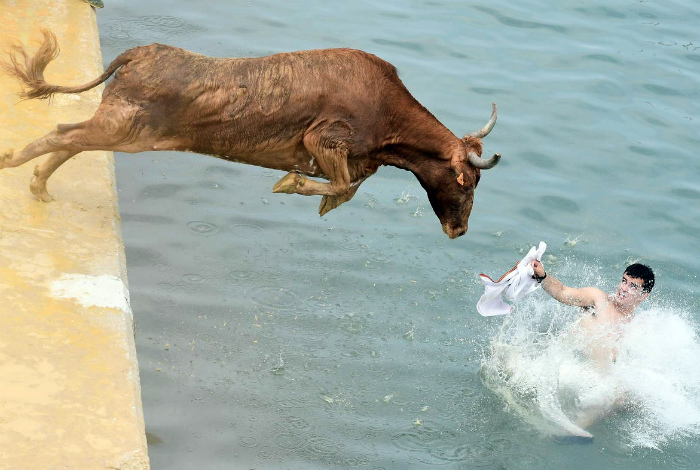 Кажется, разъяренных быков вода не останавливает! | Фото: Al Bawaba.