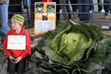 Десятилетний мальчик вырастил 42-килограммовую капусту 