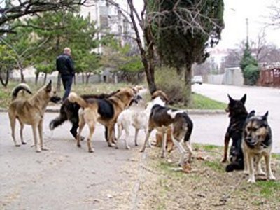 В Казахстане процветает торговля мясом собак