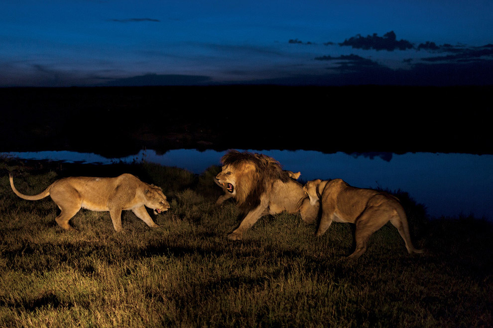 О жизни львов в Национальном парке Серенгети