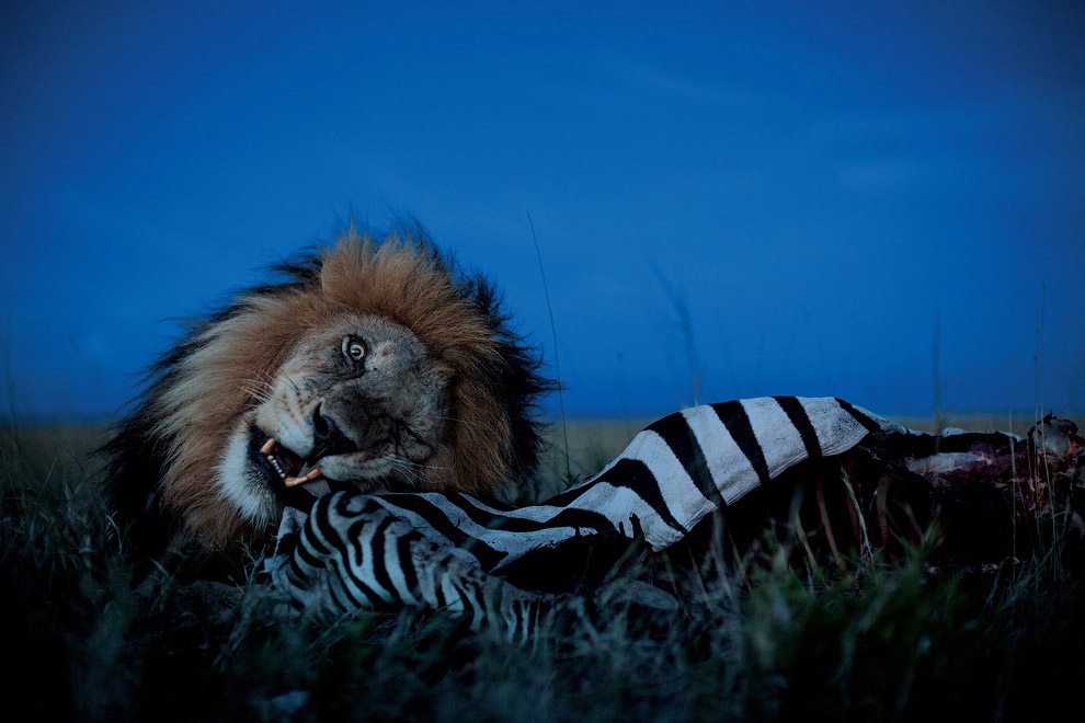 О жизни львов в Национальном парке Серенгети