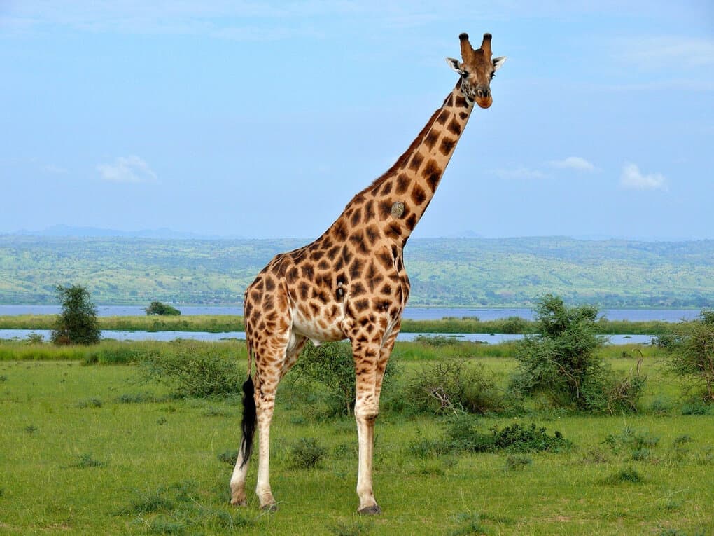 Самые длинные животные в мире (Фото)