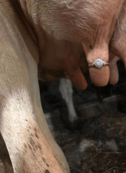 кольцо на коровьем вымени