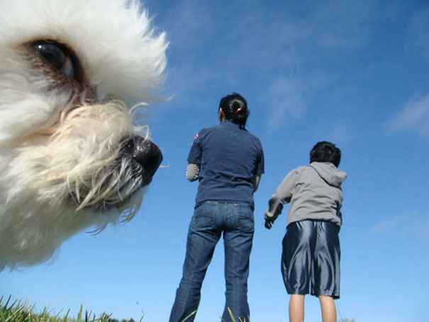 Уморительные фотобомбы от собак-непосед. ФОТО