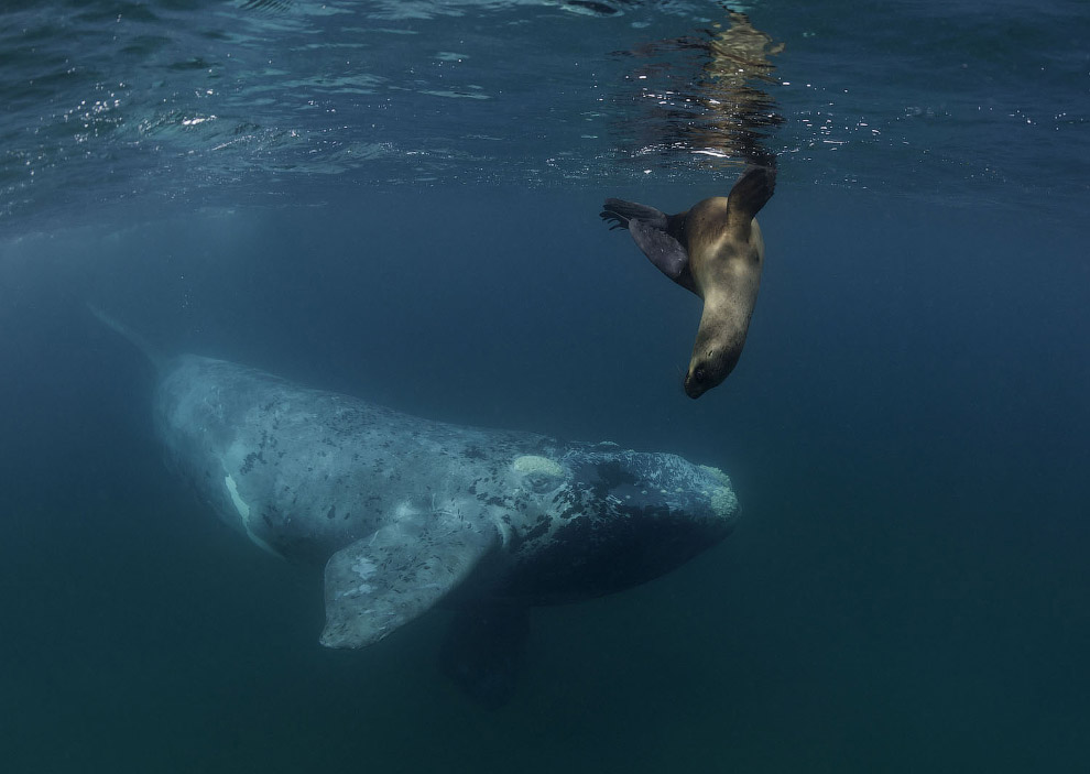 Красота китов в естественной среде обитания