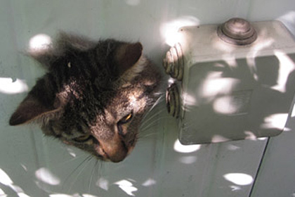 Итальянский кот застрял в стене