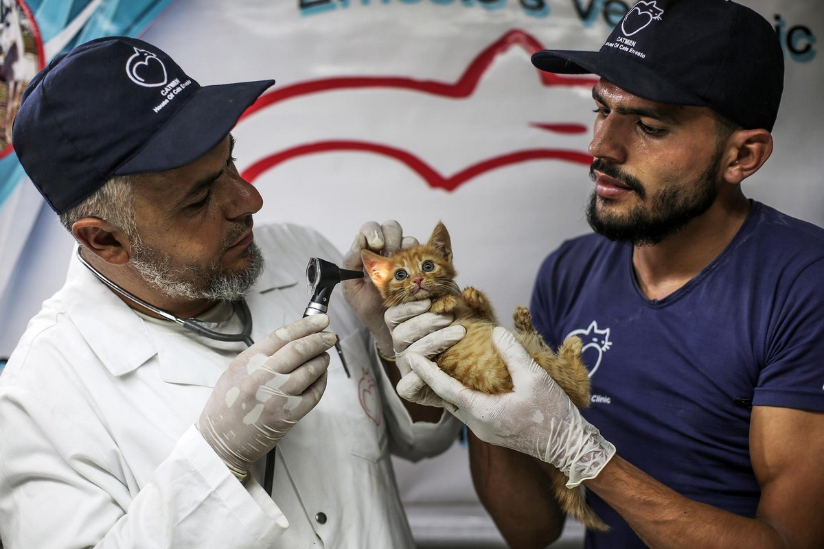 Человек-кот из Алеппо продолжает спасать бездомных животных