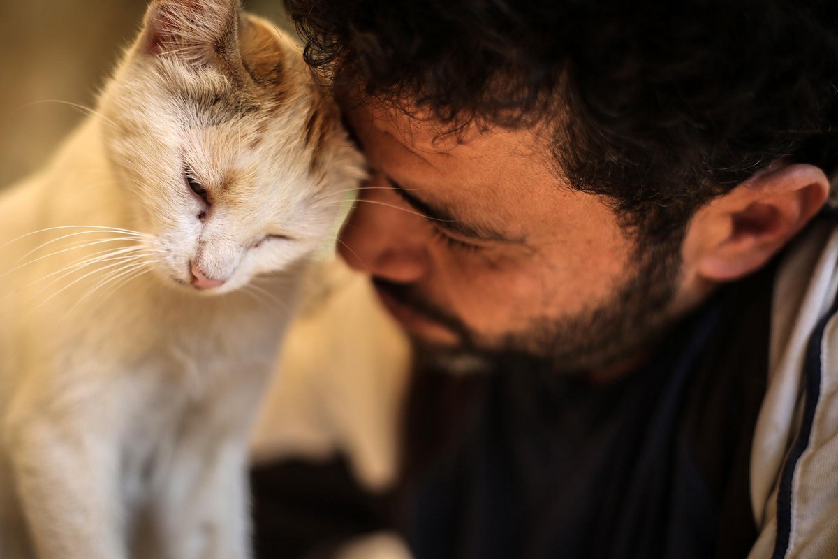 Человек-кот из Алеппо продолжает спасать бездомных животных