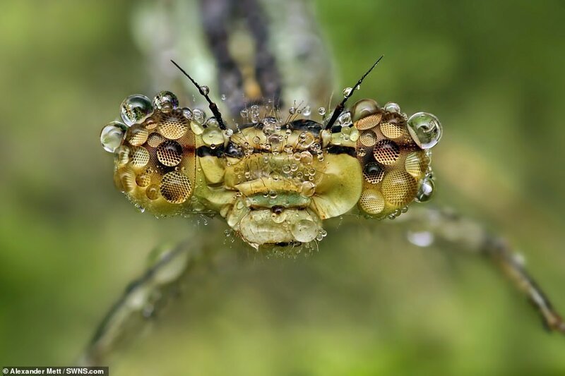 Фотограф показал насекомых на ярких макроснимках. Фото
