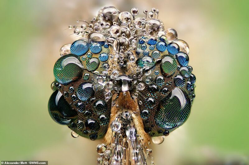 Фотограф показал насекомых на ярких макроснимках. Фото