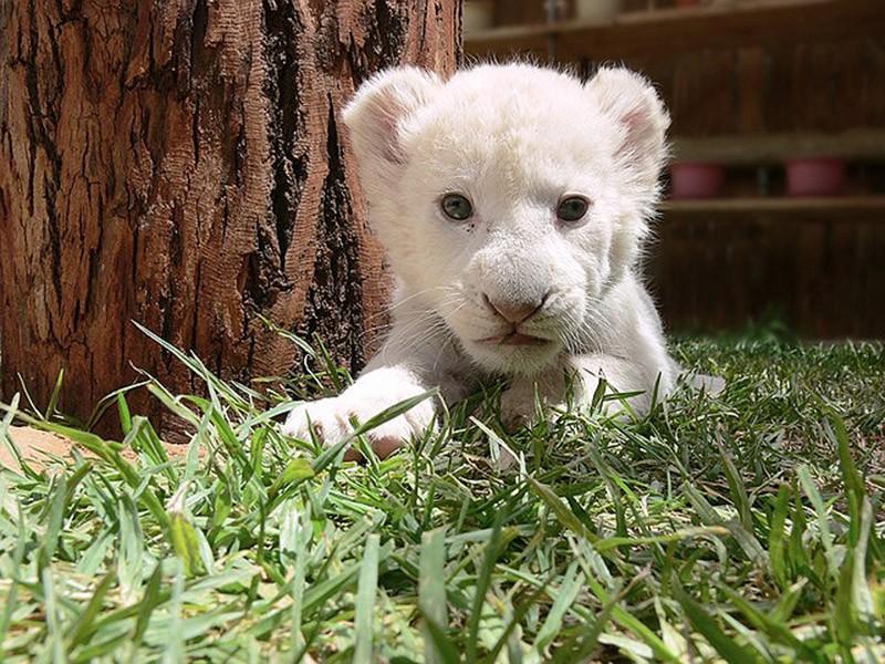 Котята хищных кошек такие милые 