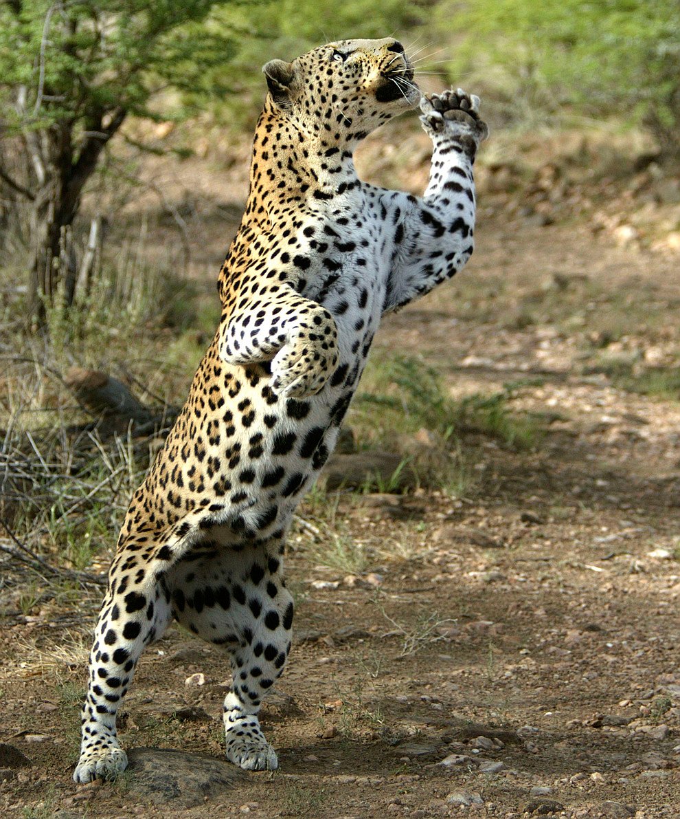Леопарды — прекрасные танцоры