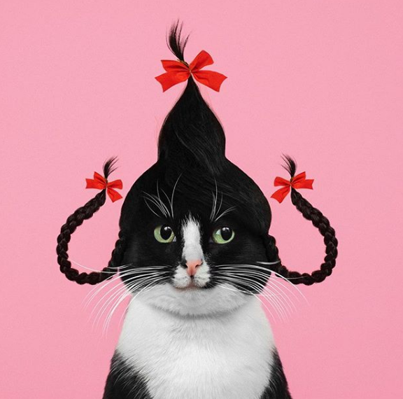 Принцесса Чито: творческая жизнь самой обыкновенной кошки. ФОТО
