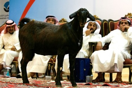 Саудовский бизнесмен продал козла за 3 миллиона долларов