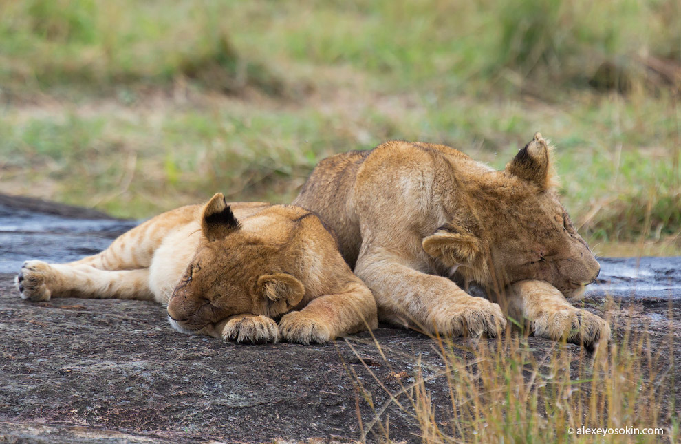Будни львов в ярких снимках. Фото