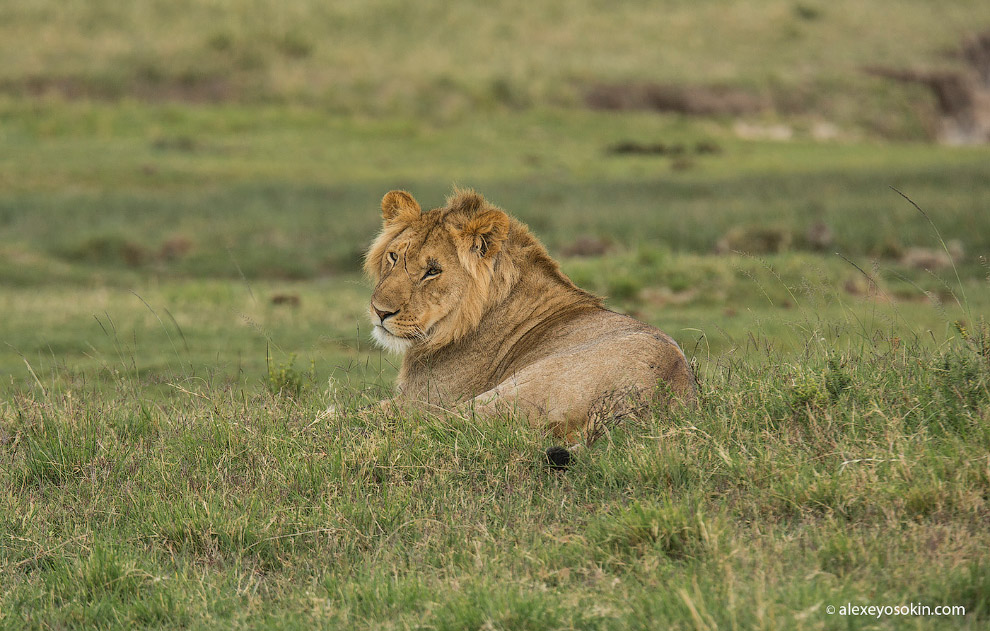 Будни львов в ярких снимках. Фото