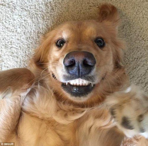 Курьезные снимки собак, которые подарят вам улыбку (ФОТО)