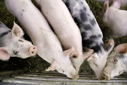 Французский суд обязал свиноферму выплатить компенсацию оглохшему работнику