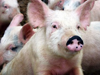 Легкие свиней сделали пригодными для пересадки человеку